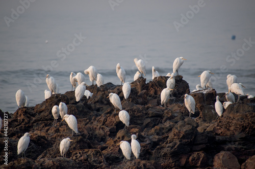 group of white heron birds (egret) breeding and standing near sea shore rocks at Madh beach photo