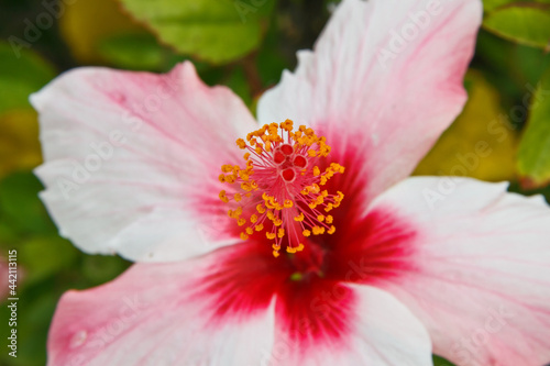 Red flower blooming beautiful in sun light