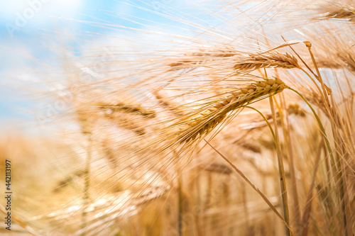golden wheat field in summer