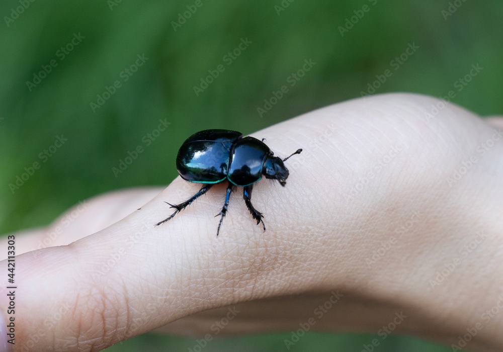 black shiny beatle on a hand black shiny beatle on a hand