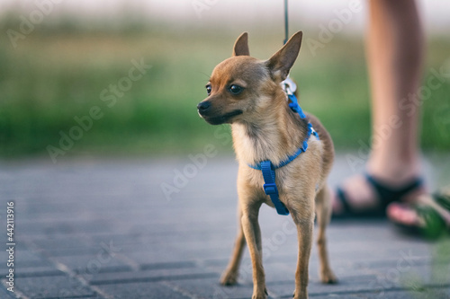 Handsome young purebred Chihuahua hua on a leash on a walk in the park.