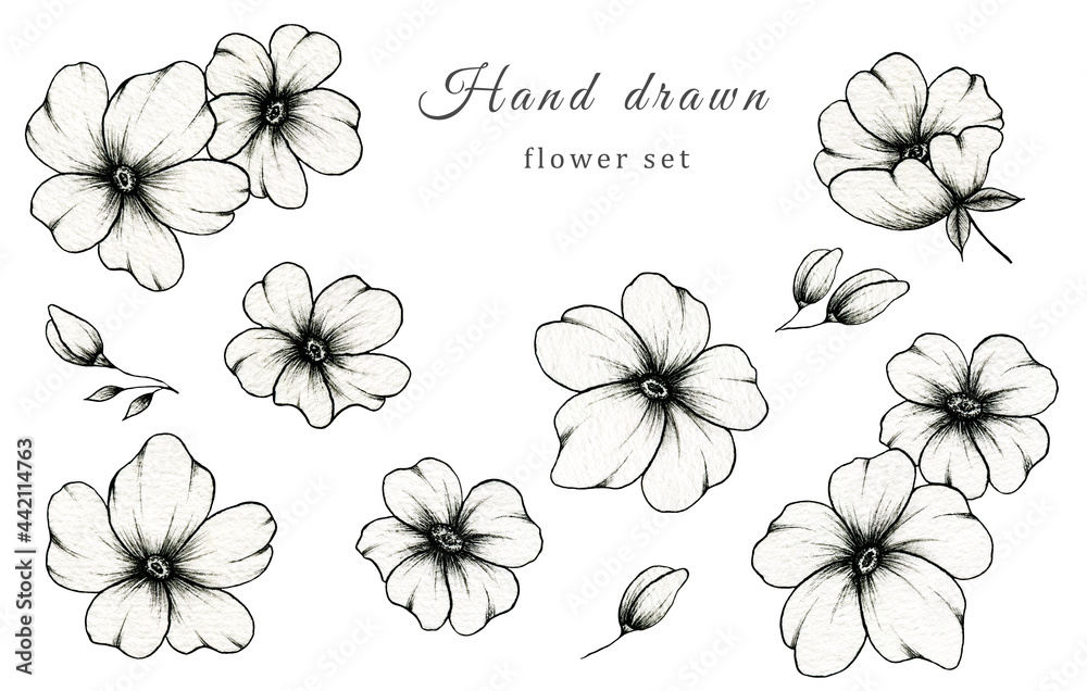 Spring and summer set of flowers isolated on white, botanic illustration of monochrome floral collection, beautiful black floral sketch element great for floral designs and blossom decorations