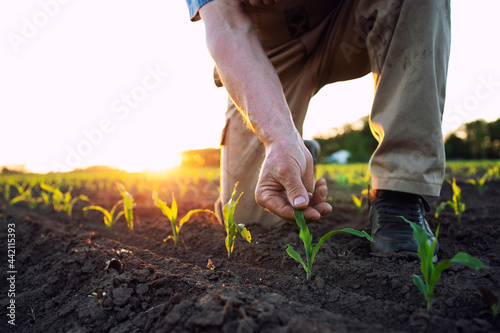 Photo Unrecognizable field worker or agronomist checking health of corn crops in the field