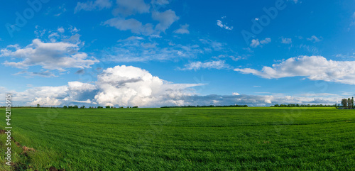 green field of winter wheat  blue sky and clouds