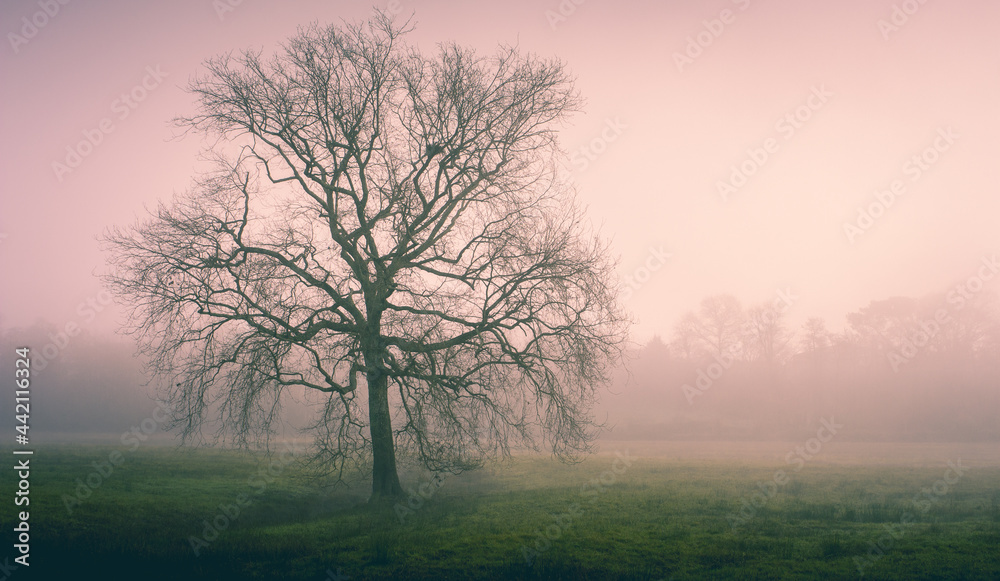 Fototapeta premium paysage matinal