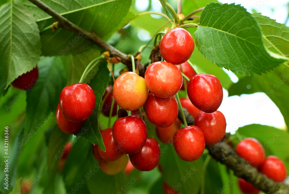 Ripe cherries on a branch with green leaves. Cherry harvest. Red ripe cherries in the garden