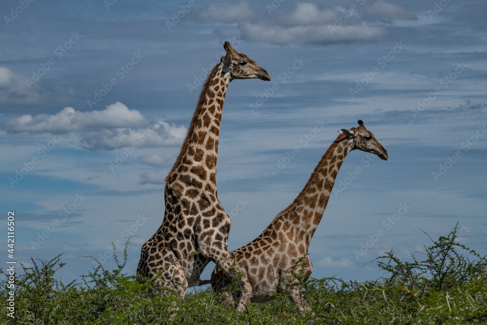 Obraz premium Giraffe Africa