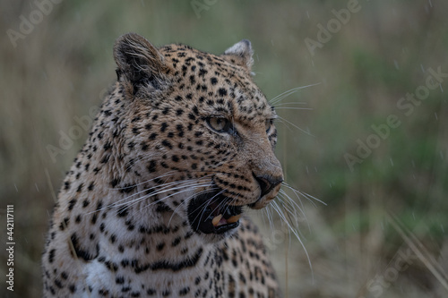 Leopard Africa