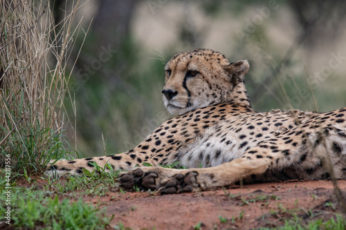 Cheetah Africa