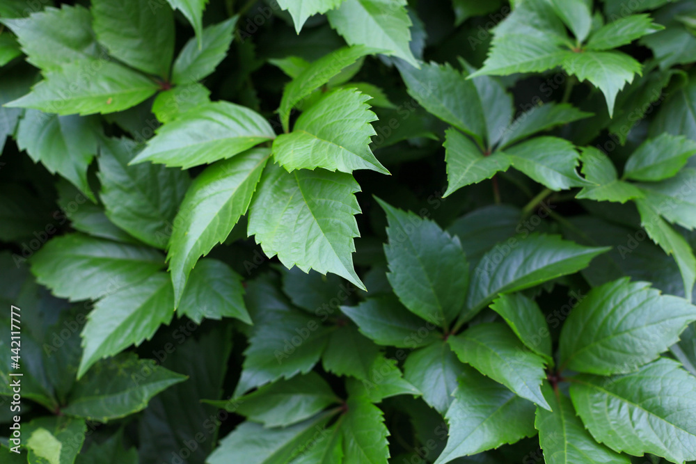 Wall of wild grape leaves. Leaf texture. Element of design. Soft warm natural background. Leaves Of Creeper Plant. Colorful foliage in the park. Image with selective focus. Wall of wild grape leaves. Leaf texture. Element of design. Soft warm natural background. Leaves Of Creeper Plant. Colorful foliage in the park. Image with selective focus.