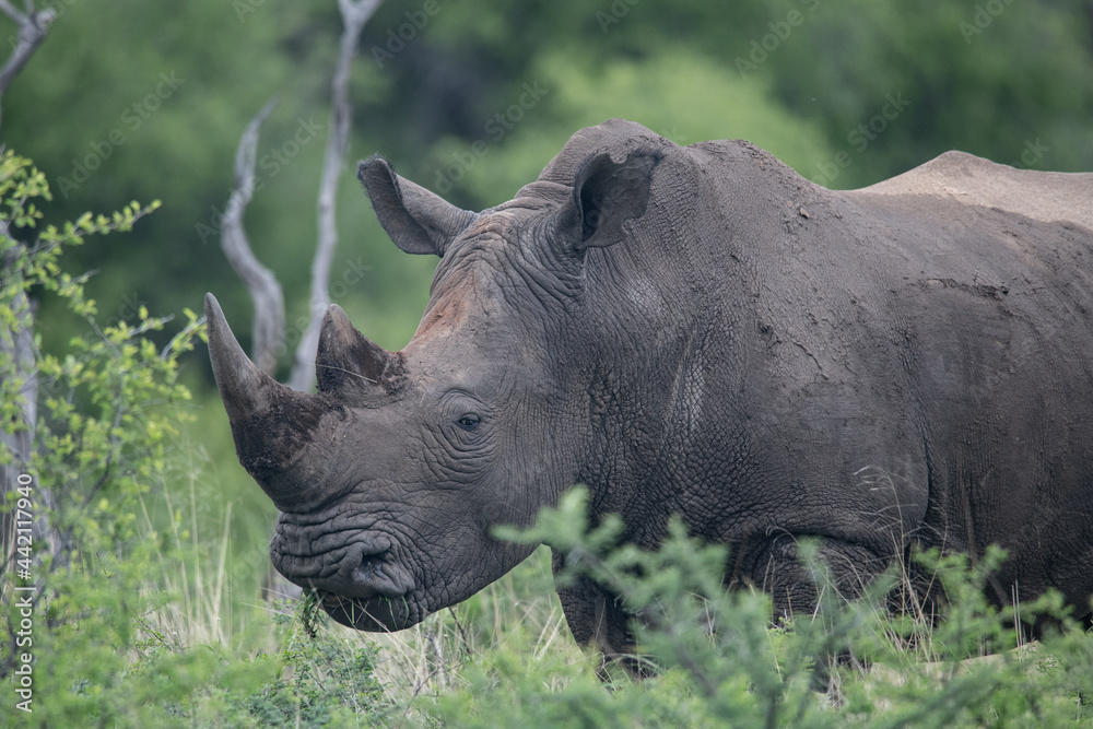 Fototapeta premium White Rhino Namibia South Africa
