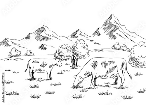 Cows feeding grass on the hill graphic black white sketch illustration vector 