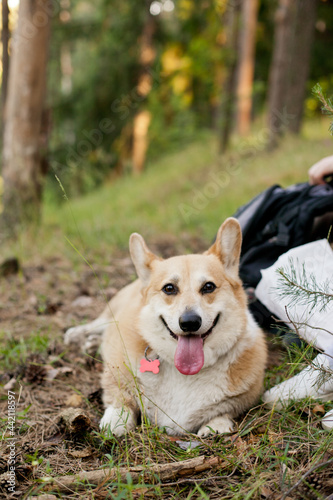 Corgi pembroke dog on a hike outdoors