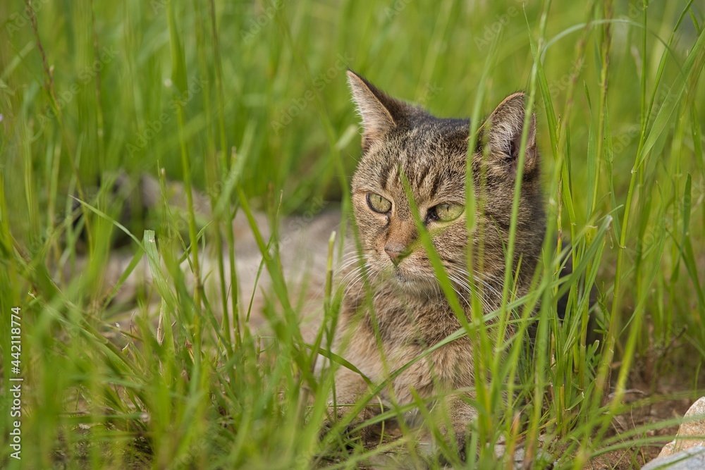 Cat lying in the grass Cat lying in the grass