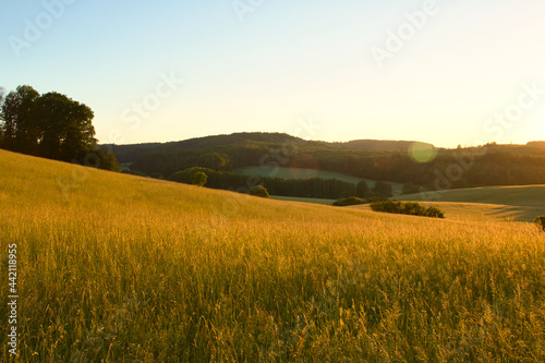 Golden grass on a hill in rural Germany at sunset on a warm spring night.
