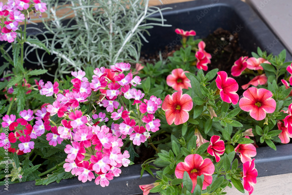 Naklejka premium pink flowers in pots