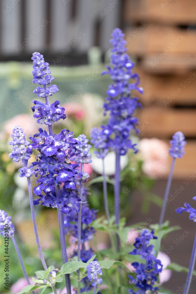 Obraz premium bouquet of purple flowers 