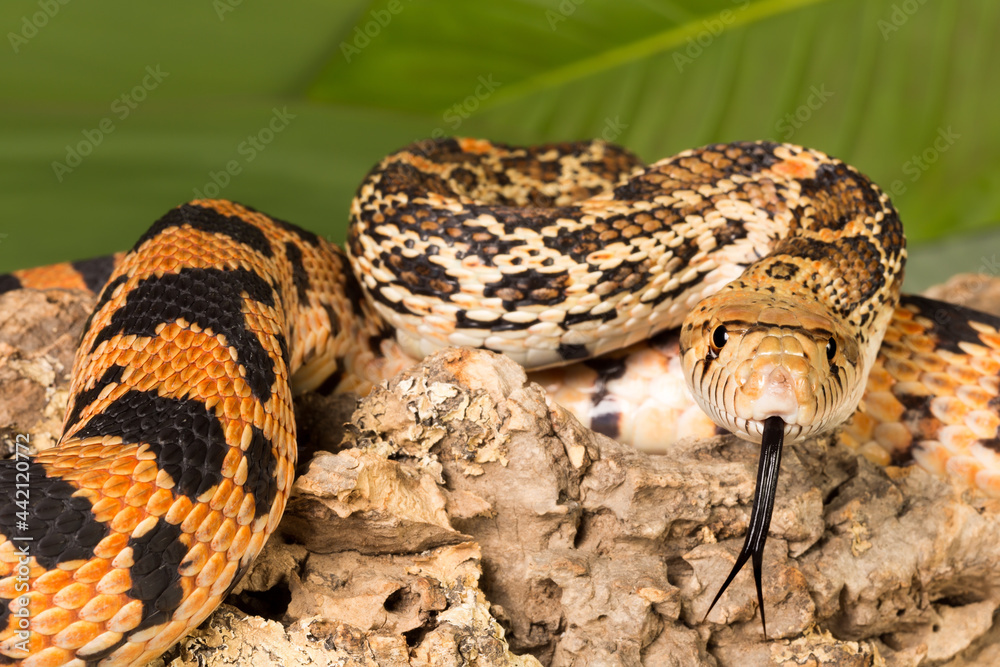 Fototapeta premium Closeup snake tongue