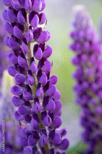 close up of lupins