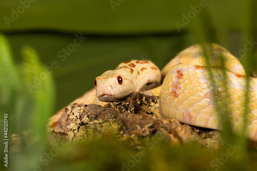 Albino snake photo