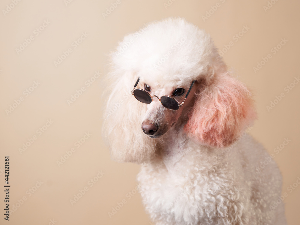 funny portrait of a dog with glasses. poodle on beige background funny portrait of a dog with glasses. poodle on beige background