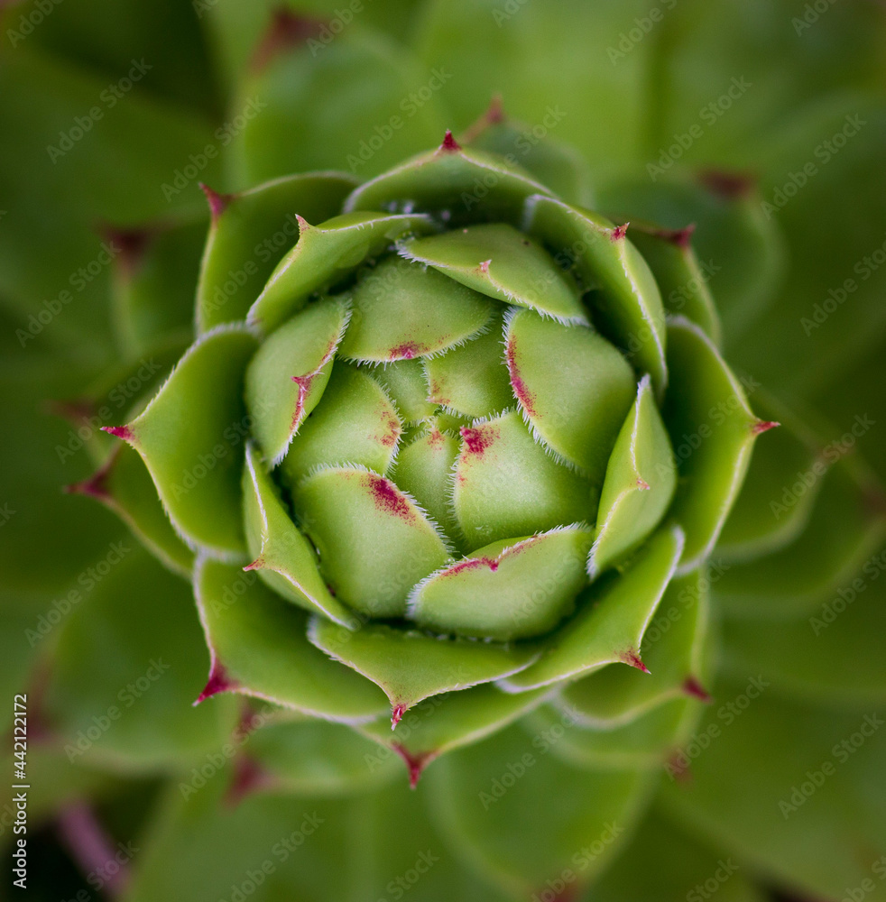 Close up on a Sempervivum, flowering plants in the family Crassulaceae, commonly known as houseleeks. liveforever. hen and chicks. Jovibarba clade. Sempervivoideae. Single large, velvety. Close up on a Sempervivum, flowering plants in the family Crassulaceae, commonly known as houseleeks. liveforever. hen and chicks. Jovibarba clade. Sempervivoideae. Single large, velvety.