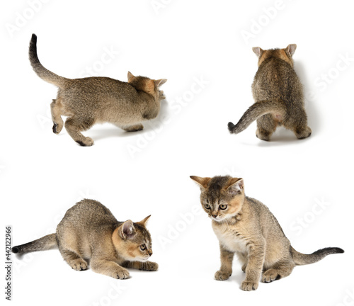 small short-haired Scottish Straight kitten on a white background. Animal in different poses