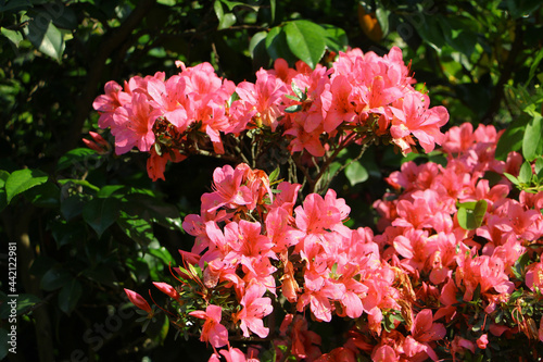 pink and white flowers