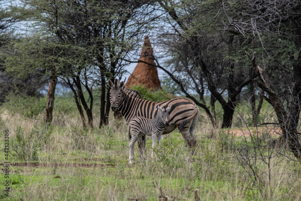 Obraz premium Zebra Africa