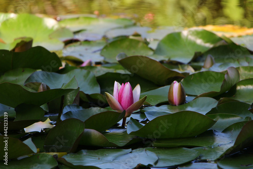 pink water lily