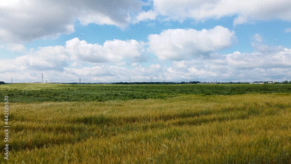 Obraz premium Lodged cereals after storm and hail. Ripening rye. Has suffered from bad weather. Aerial photography