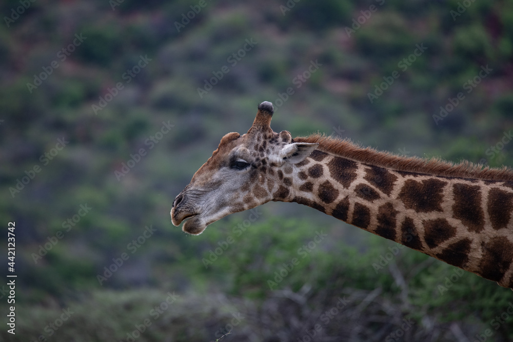 Giraffe africa Giraffe africa