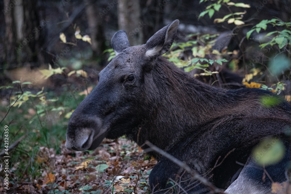 Moose in the forest