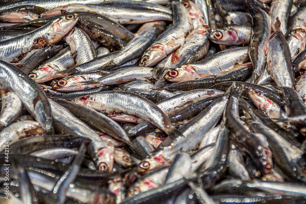 A Stack of fresh-caught sardines on the Rialto Fish Market in the City Center of Venice, Italy A Stack of fresh-caught sardines on the Rialto Fish Market in the City Center of Venice, Italy