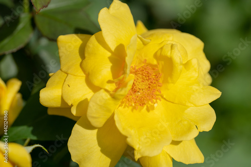 Macro shot of yellow rose in a garden, copy space