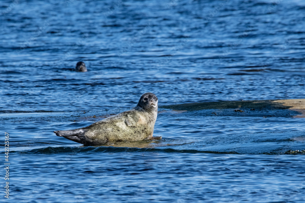 Fototapeta premium Ringed seal in the Arctic