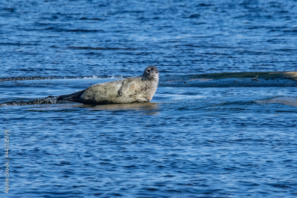 Fototapeta premium Ringed seal Arctic