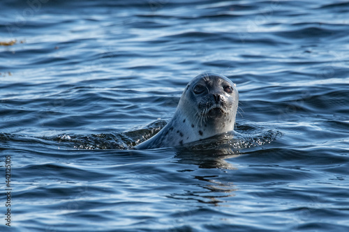 Ringed seal in the Arctic
