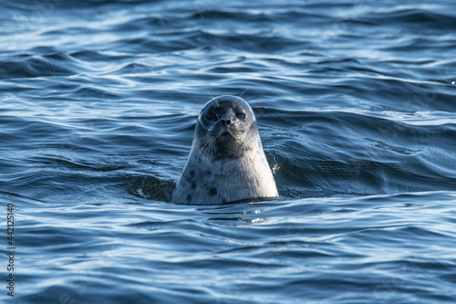 Ringed seal in the Arctic photo