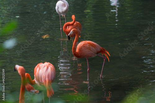 Beautiful flamingos at the zoo