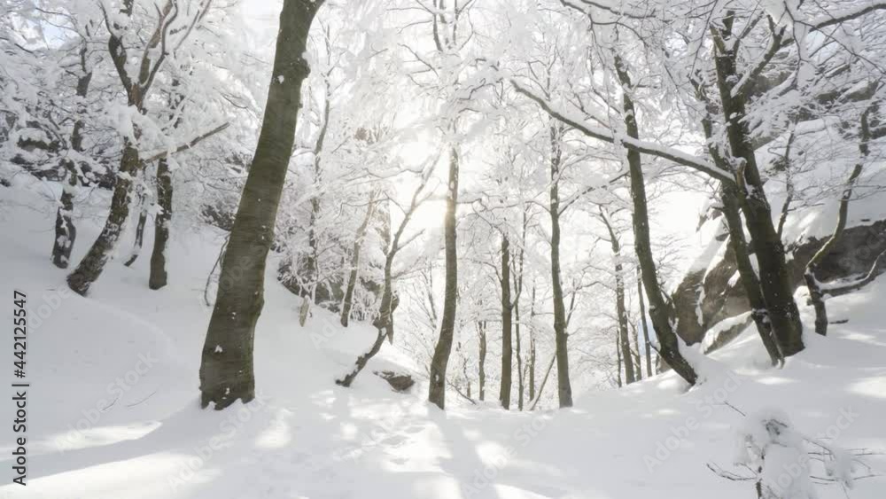 Snow-covered forest - snow flies at the camera Snow-covered forest - snow flies at the camera