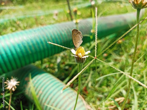 Selective focus background blour selective focus on subject butterfly on the flower photo