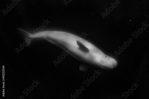 Obraz na plátně Beluga whale Arctic