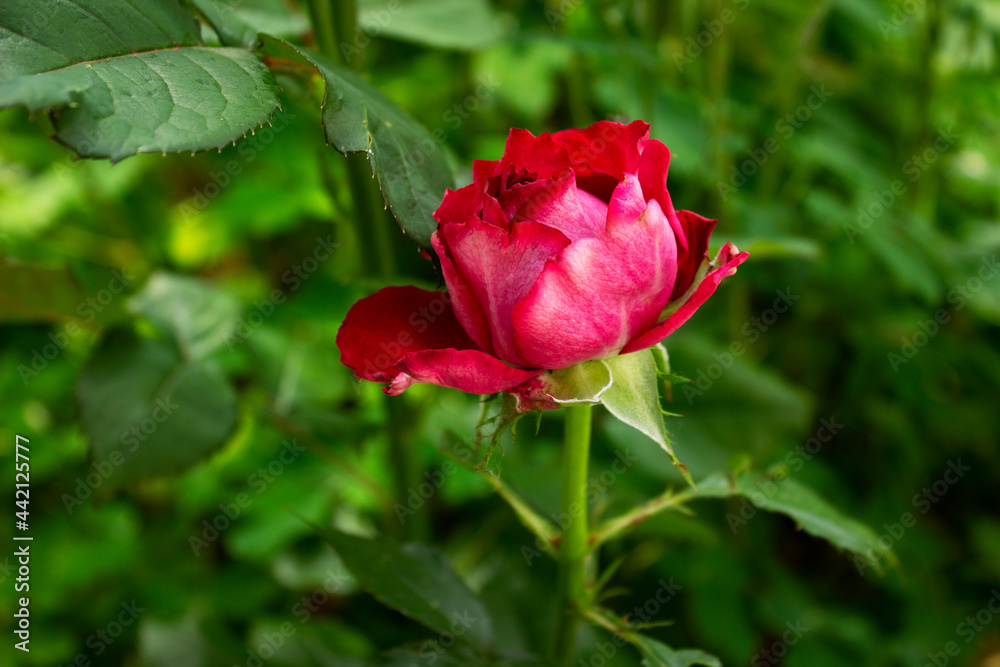 A close up of a flower.High quality photo A close up of a flower.High quality photo
