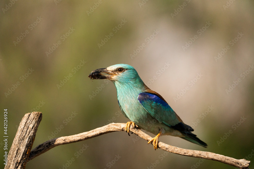 European roller (Coracias garrulus) , Castilla la Mancha, Spain. European roller (Coracias garrulus) , Castilla la Mancha, Spain.