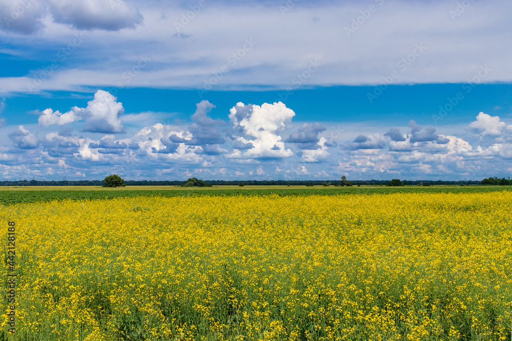 A picturesque field with flowering rapeseed and young green cereals under a blue sky with beautiful white clouds. View of a field with green grass and yellow rapeseed flowers on a sunny day.