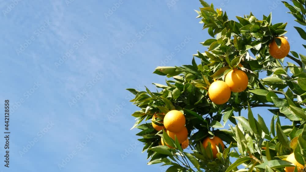 Citrus orange fruit on tree, California USA. Spring garden, american local agricultural farm plantation, homestead horticulture. Juicy fresh leaves, exotic tropical harvest on branch. Springtime sky. Citrus orange fruit on tree, California USA. Spring garden, american local agricultural farm plantation, homestead horticulture. Juicy fresh leaves, exotic tropical harvest on branch. Springtime sky.