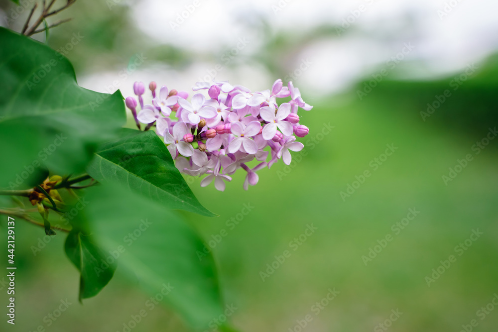 Purple flowers of blooming lilac, beautiful natural background with space for text Purple flowers of blooming lilac, beautiful natural background with space for text