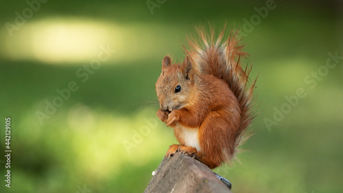 Red squirrel sits on a bench and eats a nut.