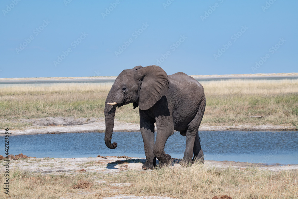 Obraz premium Elephant Africa